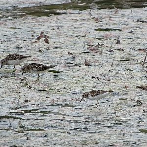 Least sandpiper (Calidris minutilla)