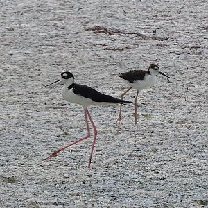 Black-necked stilt (Himantopus mexicanus)