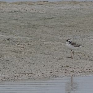 Wilson's plover (Charadrius wilsonia)