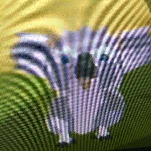 World of Zoo - Koala Hideaway - Bushie