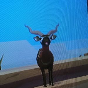 World of Zoo - Antelope Canyon - Trina