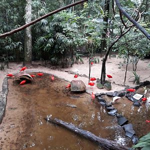 lake in the mangrove mixed exhibit - Parque das aves
