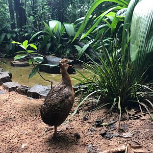 Tinamou bird in the atlantic forest vivarium - Parque das aves
