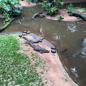 Broad snouted caiman and red eared slider exhibit - Parque das aves
