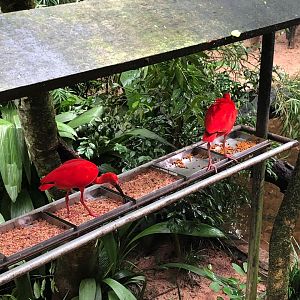 Scarlet ibis feeding platform, mangrove vivarium - Parque das aves