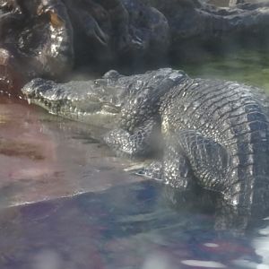 Crocodile - Acuario interactivo de Cancún