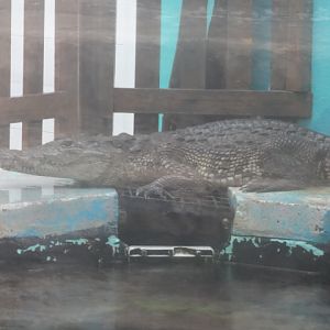 Crocodile - Acuario interactivo de Cancún