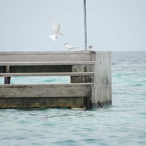black-naped tern (Sterna sumatrana)