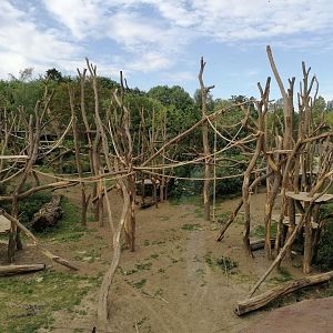 Updated Planckendael bonobo outdoors