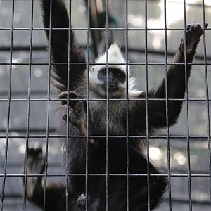 White-headed Langur (Trachypithecus poliocephalus), June 2015