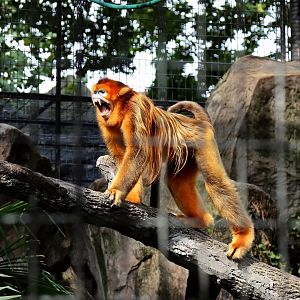 Golden Snub-nosed Monkey (Rhinopithecus roxellana)
