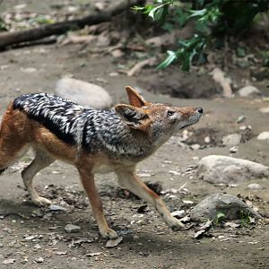 Black-backed Jackal (Canis mesomelas)