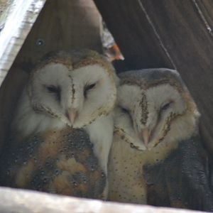 Central Europe Barn Owl - Tyto alba guttata