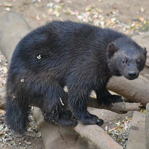 Wolverine - Gulo gulo