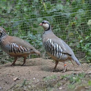 Red-legged Partridge Alectoris rufa & Alpine Rock Partridge Alectoris graeca saxatilis