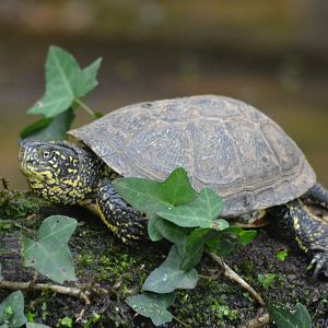 European pond turtle - Emys orbicularis orbicularis
