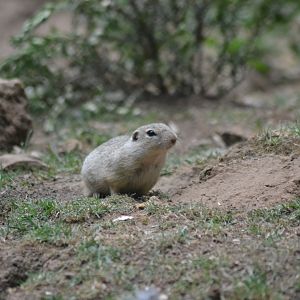 European suslik - Spermophilus citellus