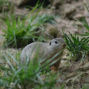 European suslik - Spermophilus citellus
