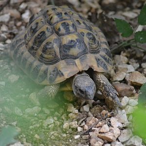 Hermann's Tortoise - Testudo hermanni