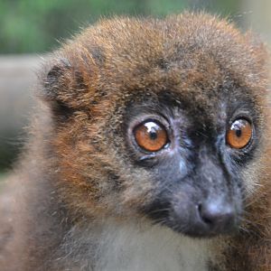 Red-bellied lemur - Eulemur rubriventer