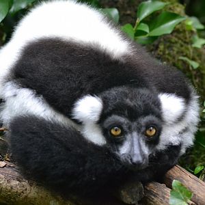 Black and white ruffed lemur - Varecia variegata variegata