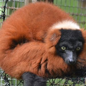 Red ruffed Lemur - Varecia rubra