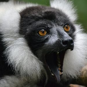 Black-and-white ruffed Lemur - Varecia variegata