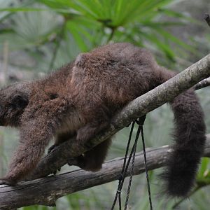 Red-bellied Lemur - Eulemur rubriventer