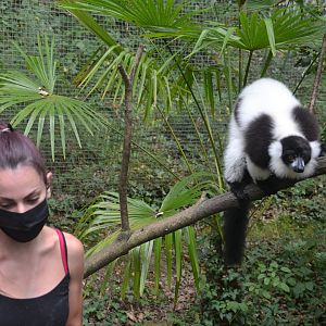 Staff during lemur talk