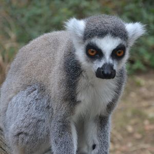 Ring-tailed Lemur - Lemur catta