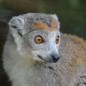 Crowned lemur - Eulemur coronatus