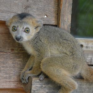 Crowned lemur - Eulemur coronatus
