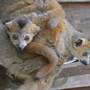 Crowned lemur - Eulemur coronatus