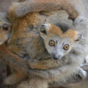 Crowned lemur - Eulemur coronatus