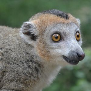 Crowned lemur - Eulemur coronatus