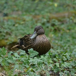 Meller's Duck - Anas melleri