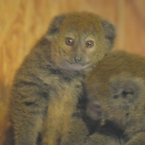 Lac Alaotra Gentle Lemur - Hapalemur alaotrensis