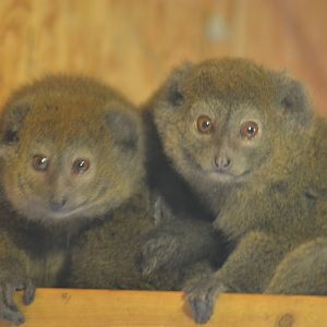 Lac Alaotra Gentle Lemur - Hapalemur alaotrensis