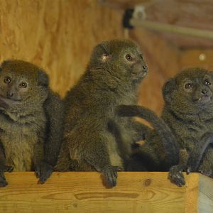 Lac Alaotra Gentle Lemur - Hapalemur alaotrensis