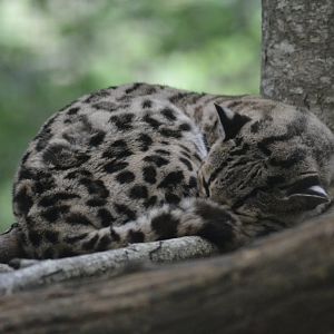 Yucatan margay - Leopardus wiedii yucatanicus