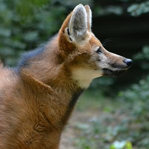Maned wolf - Chrysocyon brachyurus