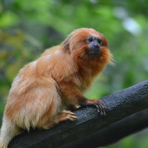 Golden Lion Tamarin - Leontopithecus rosalia
