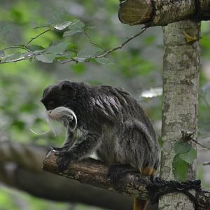 Emperor tamarin - Saguinus imperator