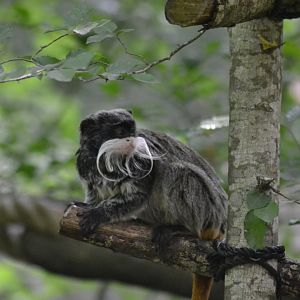 Emperor tamarin - Saguinus imperator
