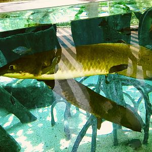 Neoceratodus forsteri / Queensland Lungfish (Old Photo)