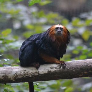 Golden-headed Lion Tamarin - Leontopithecus chrysomelas