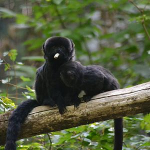 Goeldi's monkey - Callimico goeldii