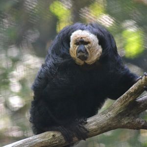 White-faced Saki - Pithecia pithecia
