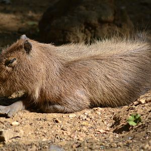 Capybara - Hydrochoerus hydrochoeris
