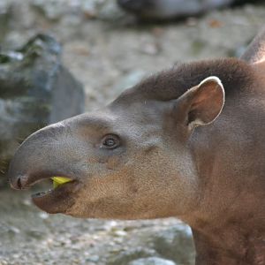 Brazilian tapir - Tapirus terrestris